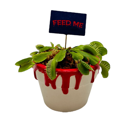 3" Bloody Pot with Venus Fly Tray (Box of 14)